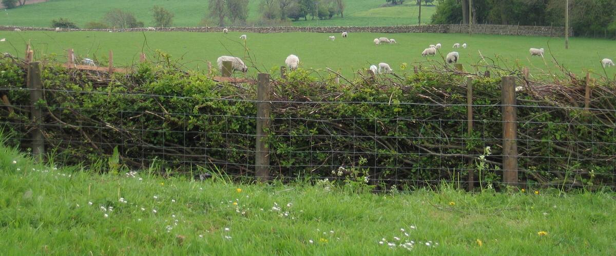 A rural landscape with a field of sheep grazing, a stone wall, and a line of trees in the background.