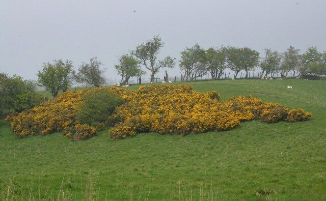 Gorse. Taken from NZ019198, the open land on the north side of the Tees in this square is much like this.