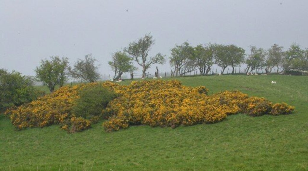 Gorse. Taken from NZ019198, the open land on the north side of the Tees in this square is much like this.