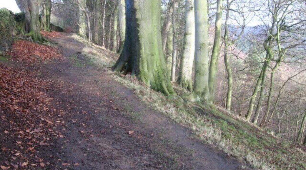 Footpath in Yeld Wood