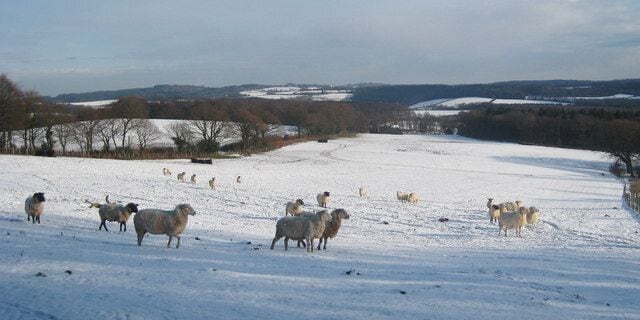Contemplative Sheep The sheep were all gazing in the same direct in a contemplative stance.