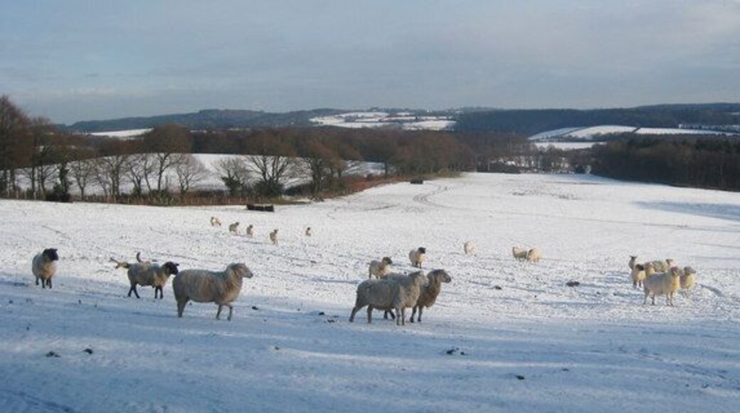 Contemplative Sheep The sheep were all gazing in the same direct in a contemplative stance.