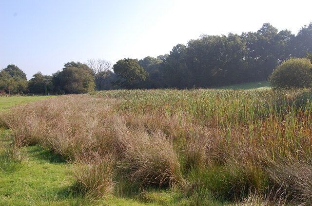 Rushes and Bulrushes off 1066 Walk