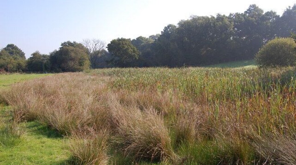 Rushes and Bulrushes off 1066 Walk