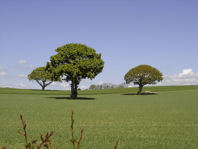 Un campo cubierto de hierba con dos árboles destacados y un cielo azul despejado.