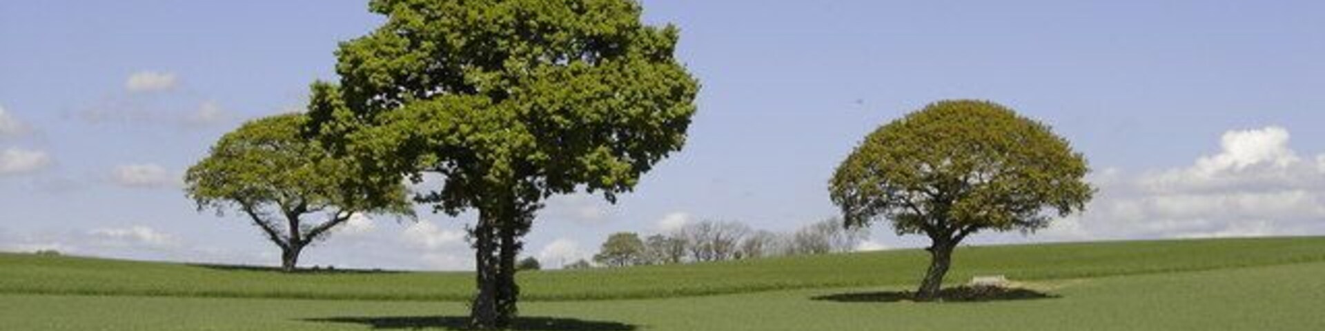 Un campo cubierto de hierba con dos árboles destacados y un cielo azul despejado.