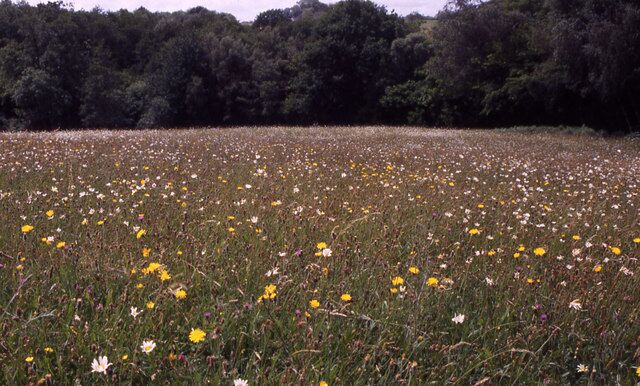 Hay meadow near Ashburnham Ford