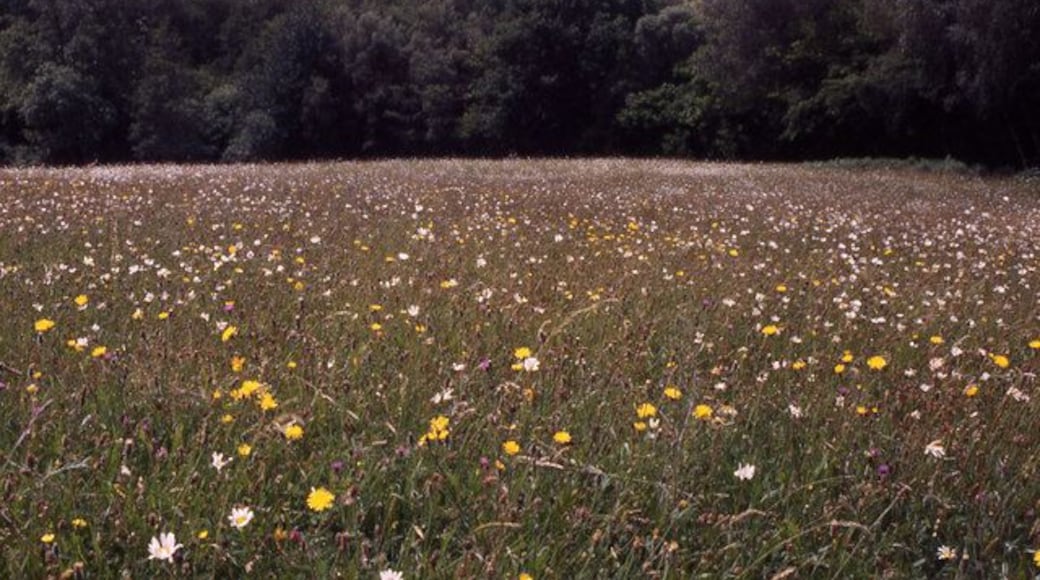 Hay meadow near Ashburnham Ford