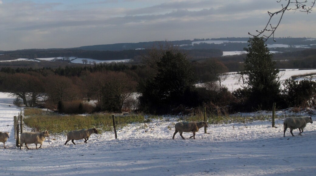 Field of Sheep Viewed from Lakehurst Lane, near to Pleasure House.