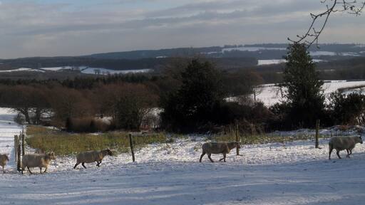 Field of Sheep Viewed from Lakehurst Lane, near to Pleasure House.