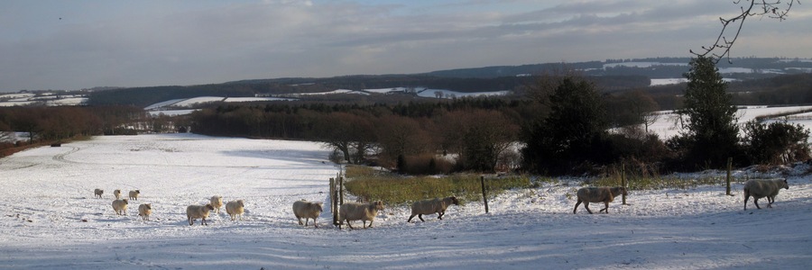 Field of Sheep Viewed from Lakehurst Lane, near to Pleasure House.