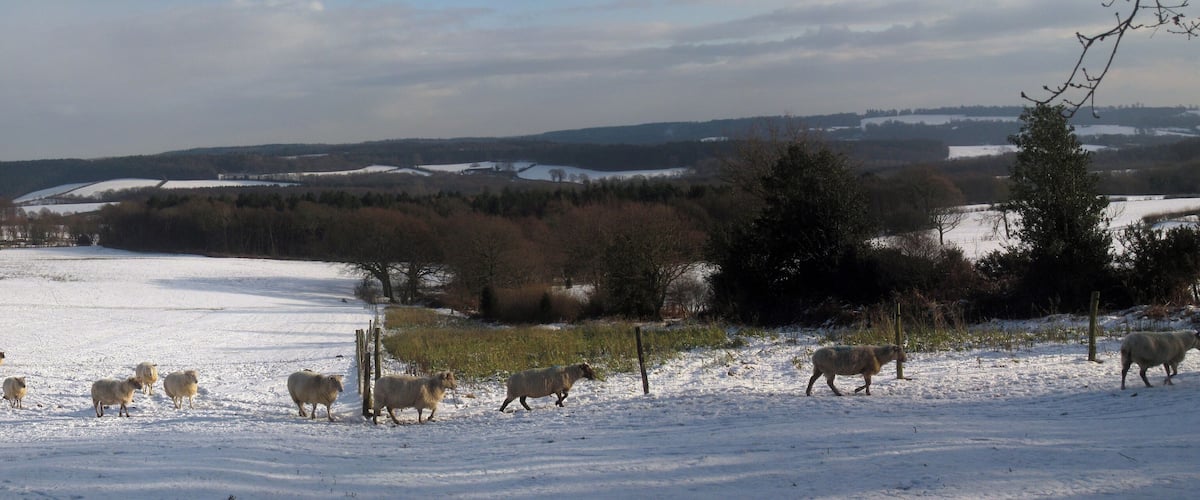 A snowy field with a flock of sheep grazing.