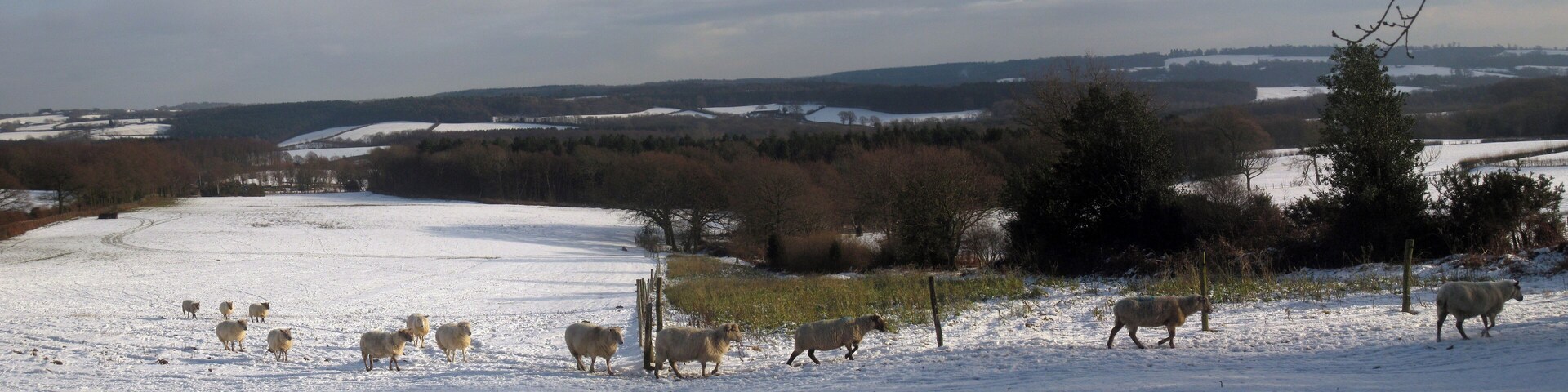A snowy field with a flock of sheep grazing.