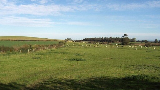 Fields near Kirklington Pastures south east of Kirklington, beside the B6267 Masham/Thirsk Rd.