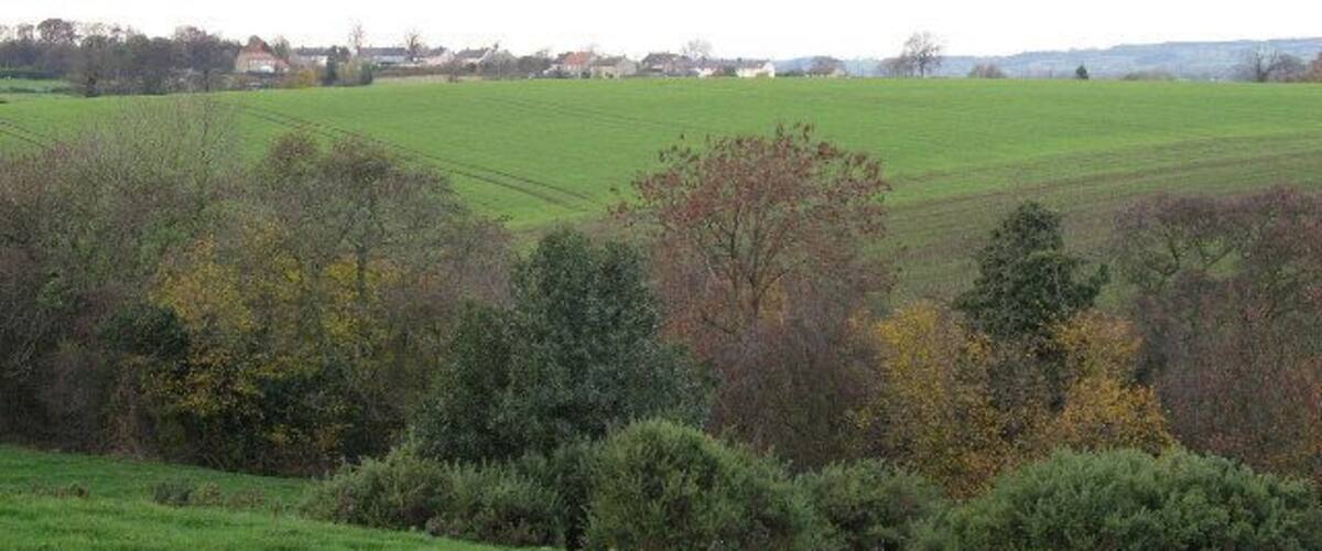 A green field with trees and a distant building.