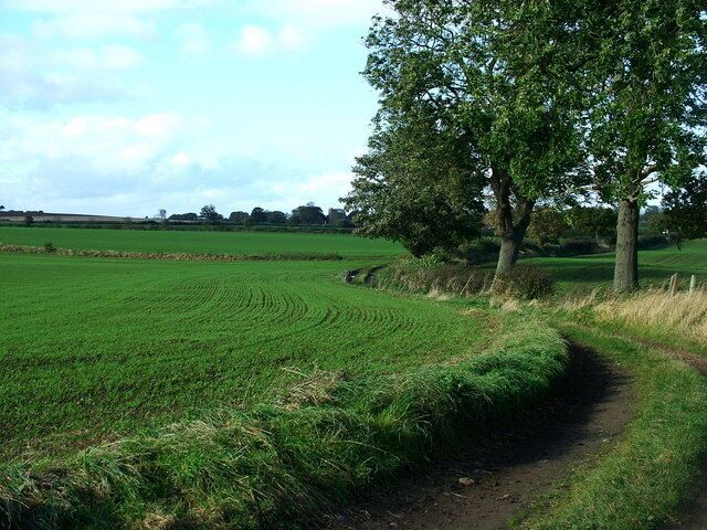 Kirklington Church? Kirklington church just visible from this private track as the trees begin to shed their leaves. Parallel lines of newly planted crop starting to appear in the fields.