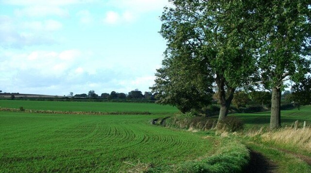 Kirklington Church? Kirklington church just visible from this private track as the trees begin to shed their leaves. Parallel lines of newly planted crop starting to appear in the fields.