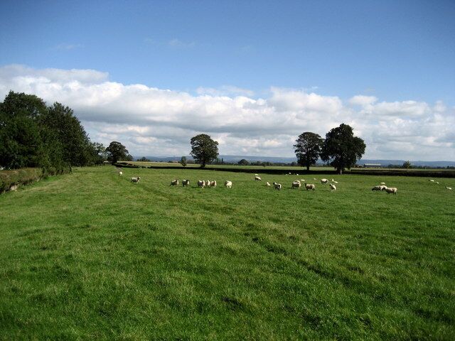 Field north of Camps Hill. Footpath running north east, beside the hedge to reach the narrow lane that links Carthorpe and Kirklington. In the distance is the eastern escarpment of the North York Moors