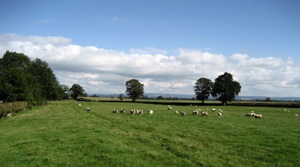 Field north of Camps Hill. Footpath running north east, beside the hedge to reach the narrow lane that links Carthorpe and Kirklington. In the distance is the eastern escarpment of the North York Moors