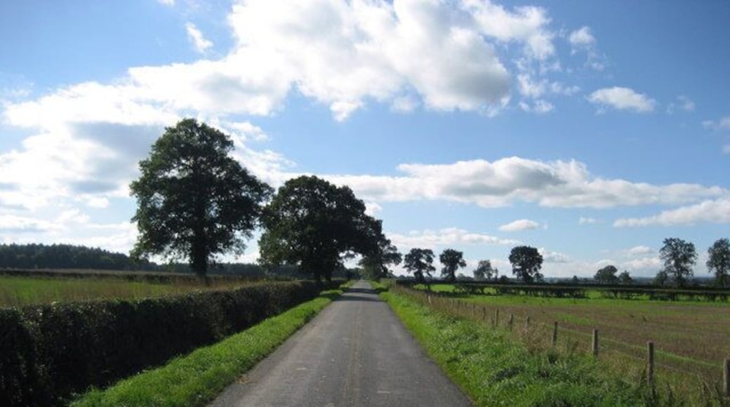Road approaching Camp Hill Plantation. Arrow straight thoroughfare connecting Carthorpe to Nosterfield.