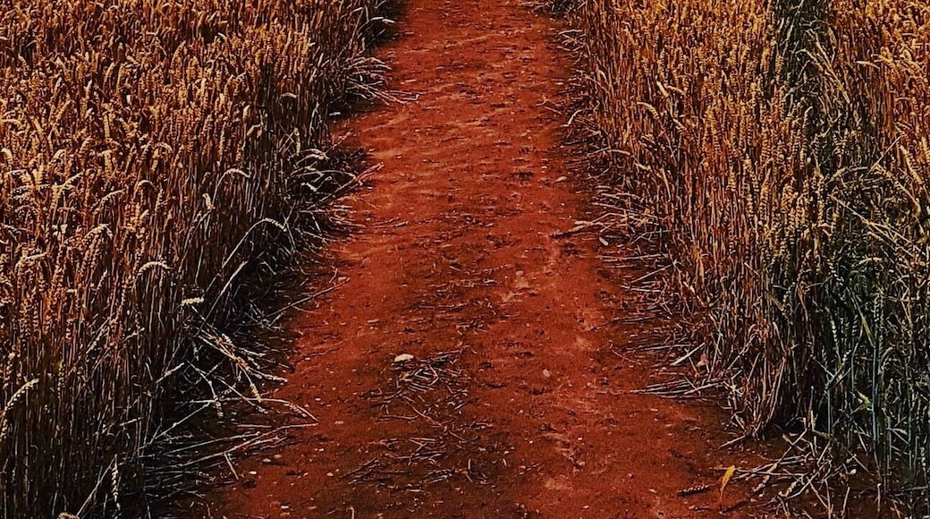 Took a walk along a few public footpaths through some corn!