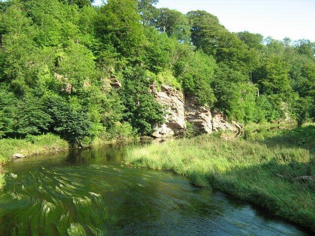 Water Crowfoot in Whiteadder Water at Edrington Castle Mill Part of a pleasant circular walk: Canty's Brig-Tweed-Paxton-Low Cocklaw-New Mills