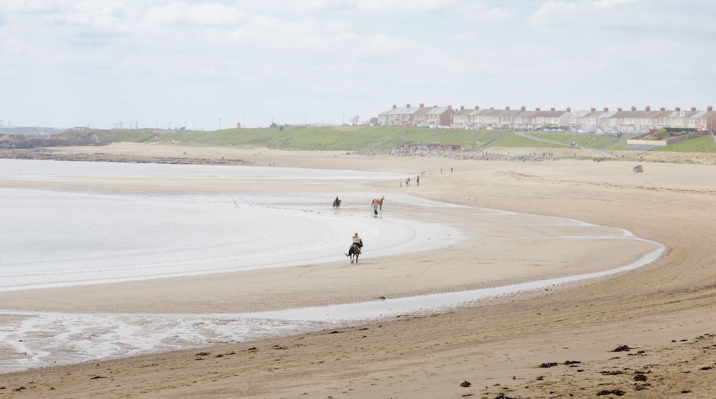 Horses on the Beach at Newbiggin‑by‑the‑Sea, May 2026