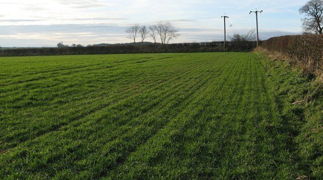 Winter crops, Paxton Land ploughed, cultivated and sown soon after harvest. Common practice especially in England, and catching on in Scotland, where most barley is still spring sown. Has an environmental cost - reduced winter food supplies for birds and I have seen terrible soil erosion in winter rains. Against this productivity is higher, with the added benefit of a July harvest.