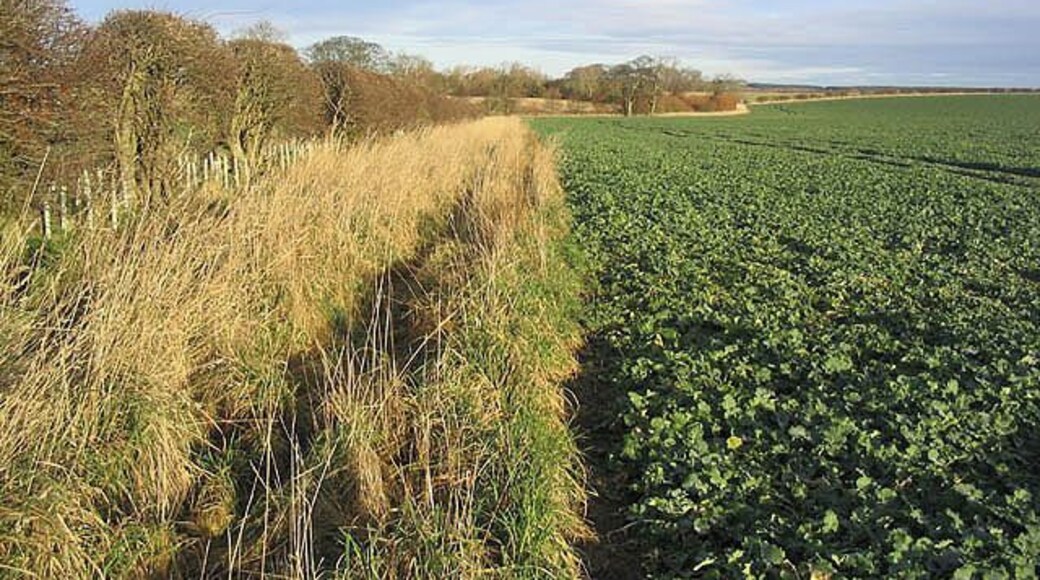 Turnip field and set aside strip To the east of Berrington.