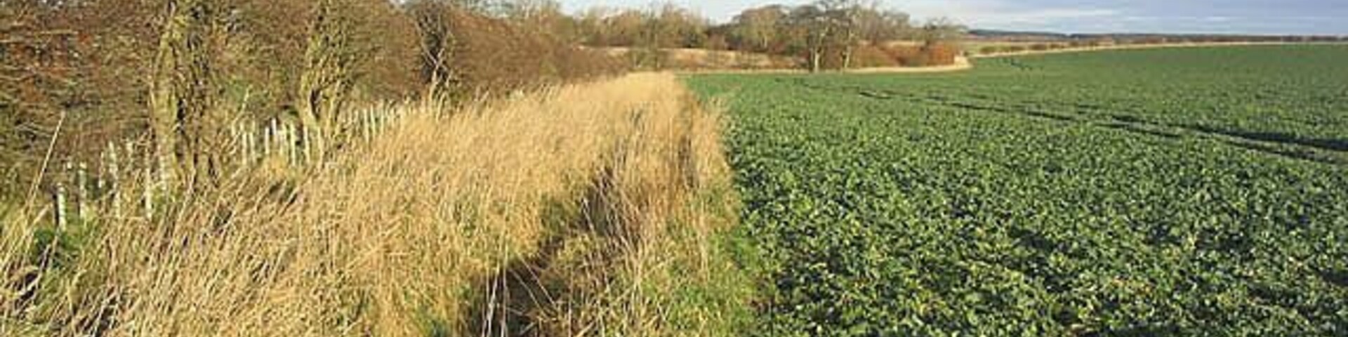 Turnip field and set aside strip To the east of Berrington.