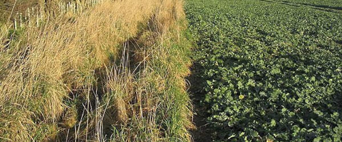 A field with crops and tall grass beside a fence.