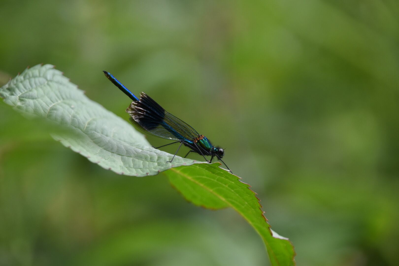 Making the most of a lovely warm day, 5 miles inland, a walk along the river Tweed #dragonflies #nature #river #border #scottish border