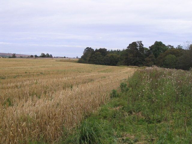 Field at Paxton Wheat stubble, with a wildlife margin of thistles, and bordering Linn Dean at Paxton House.