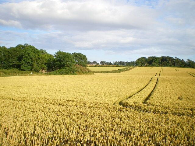 Where is the railway line? The bridge abutments are still there, straddling the lane, but all trace of the line itself across this field has vanished, ploughed out over the years.