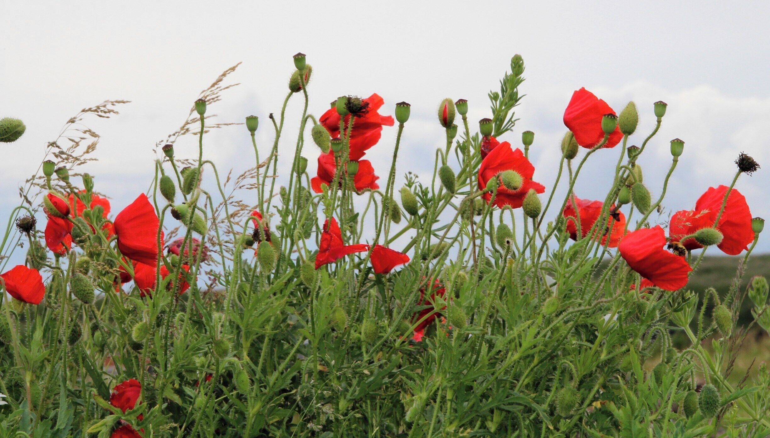 Early poppies
