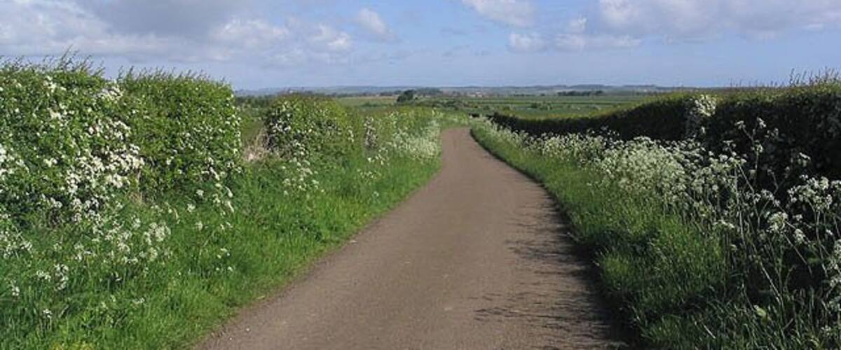 A rural road flanked by white flowers and green hedges under a clear sky.
