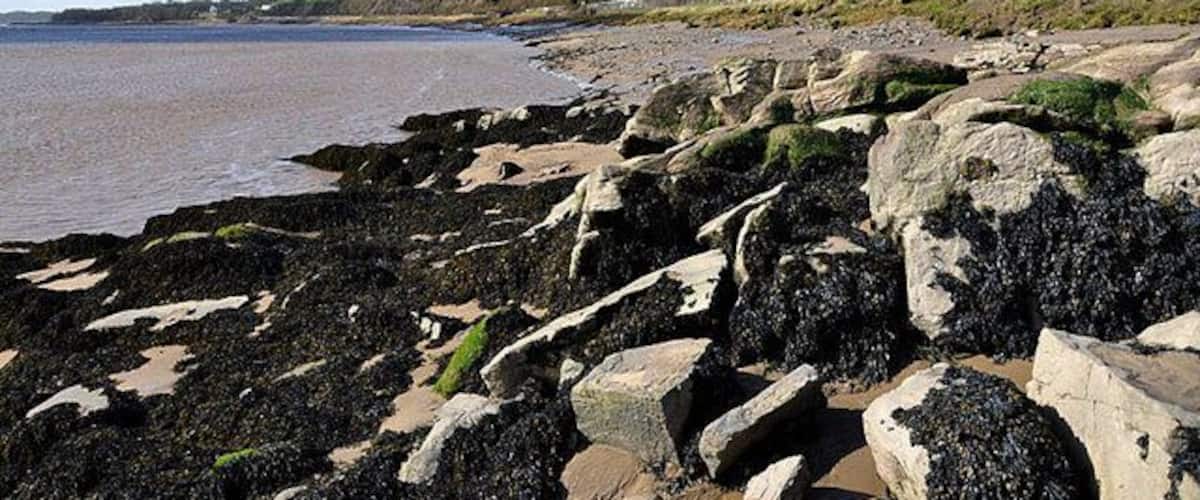 A rocky shoreline with seaweed, a clear sky, and a distant building.
