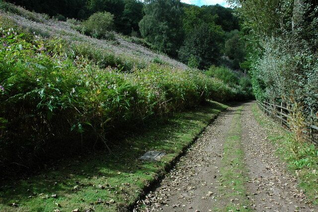 Track through Soudley Valley A track and footpath through the Soudley Valley, the bank on the left is inundated with Himalayan Balsam.