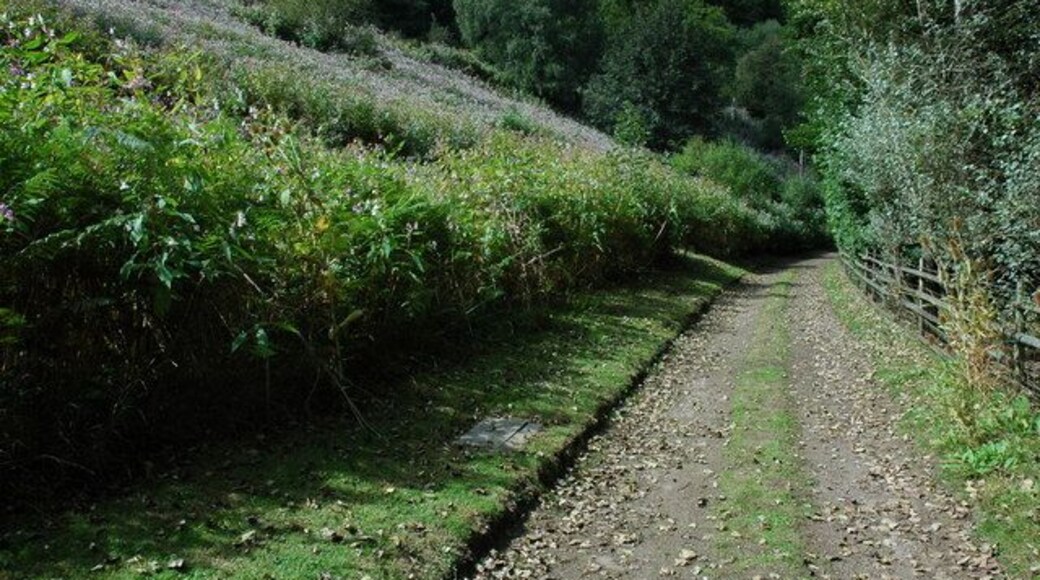 Track through Soudley Valley A track and footpath through the Soudley Valley, the bank on the left is inundated with Himalayan Balsam.