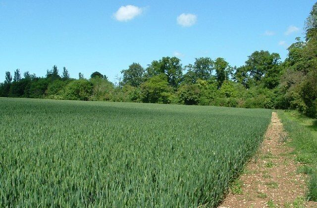 Ash Beds, Evenley, Northamptonshire, viewed from the footpath where it enters South Ground Covert.