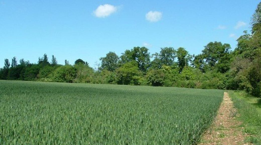 Ash Beds, Evenley, Northamptonshire, viewed from the footpath where it enters South Ground Covert.