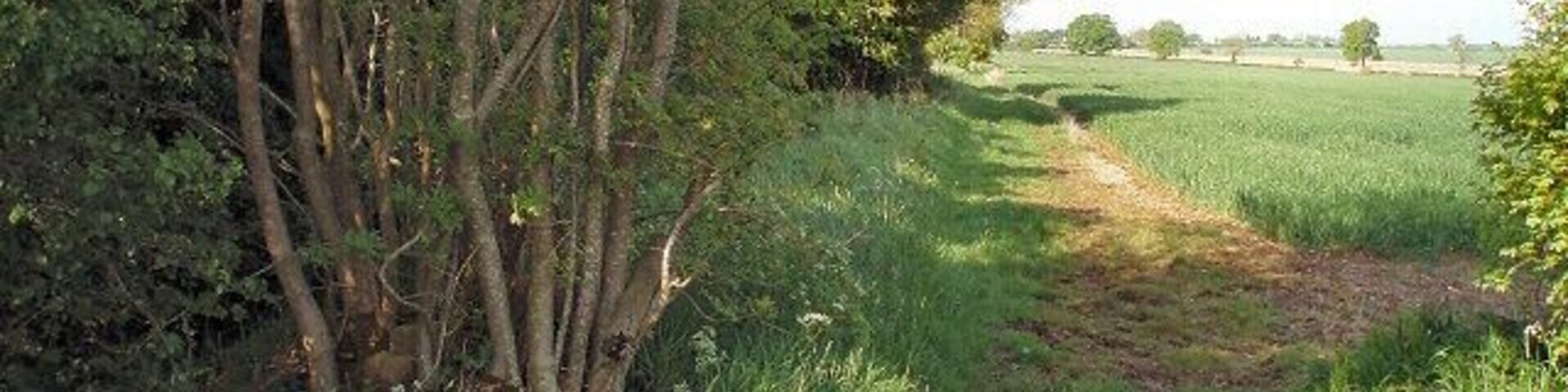 Camino rural que atraviesa un campo con árboles y arbustos a un lado.