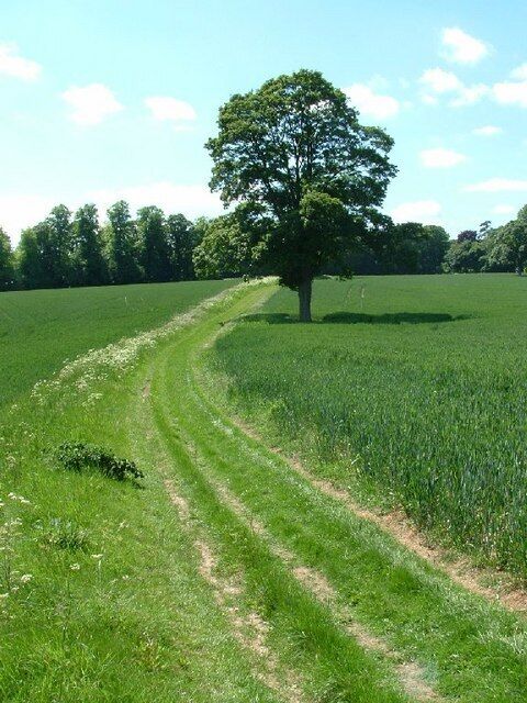 Um caminho arborizado em um campo gramado.
