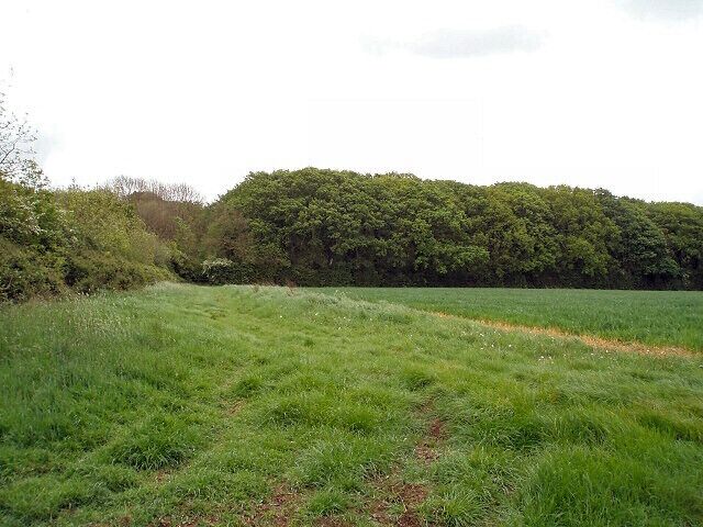 Halse Copse