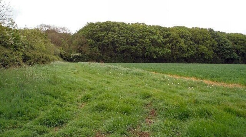 Halse Copse