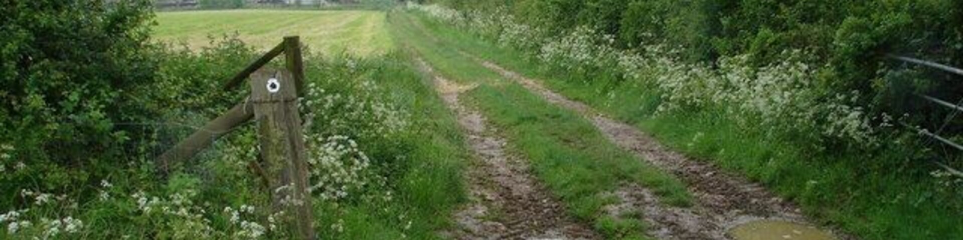 Un sendero embarrado con charcos, rodeado de vegetación y un portón de madera.