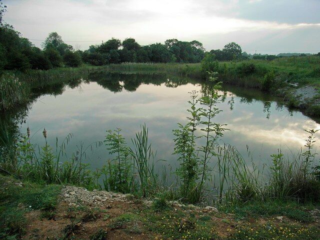 Pond On the site of the former quarry.
