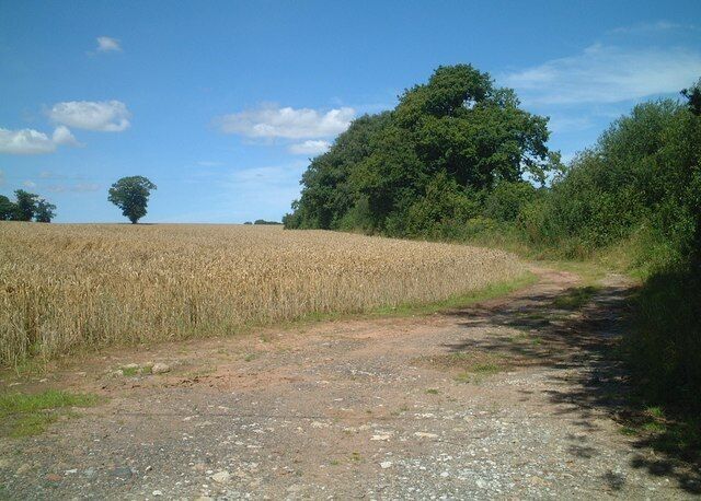 A rural dirt road leading through a field of wheat with trees in the background.