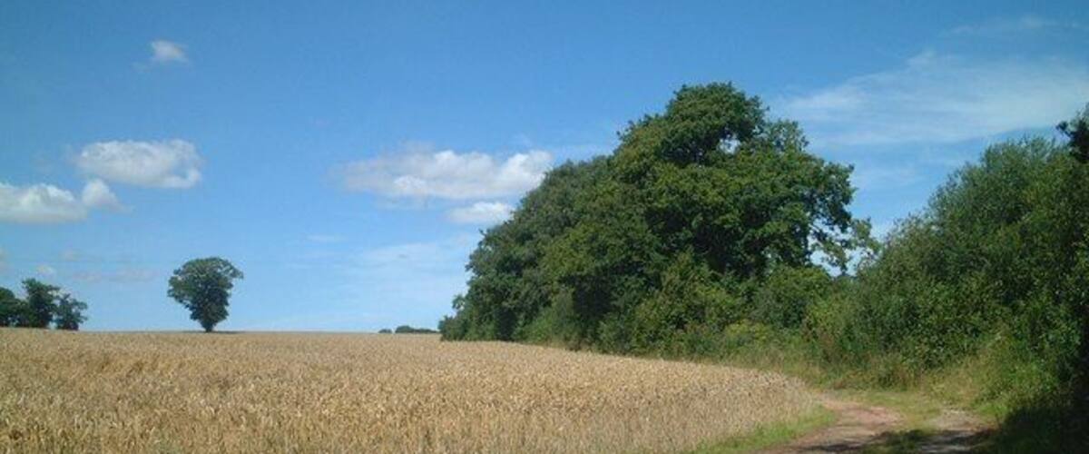 A rural dirt road leading through a field of wheat with trees in the background.