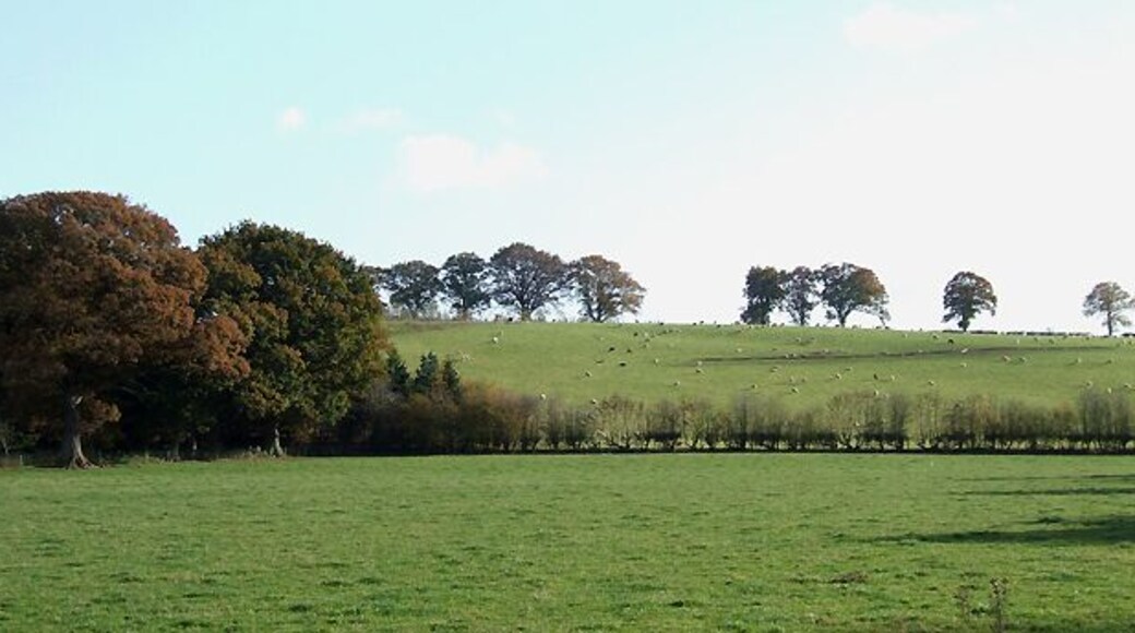 Autumn Grazing near Newton Farm, Shropshire